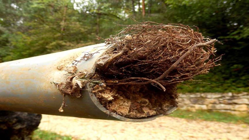 A plumbing pipe completely blocked by a dense mass of invasive tree roots.