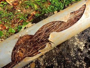 Close up of a thick cluster of tree roots breaking through a large hole in a black HDPE sewer pipe.